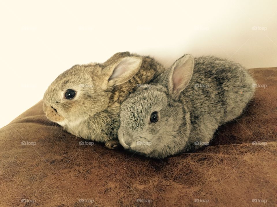 Two super sweets home rabbits