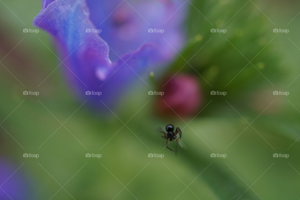 macro shot of small spider and flower