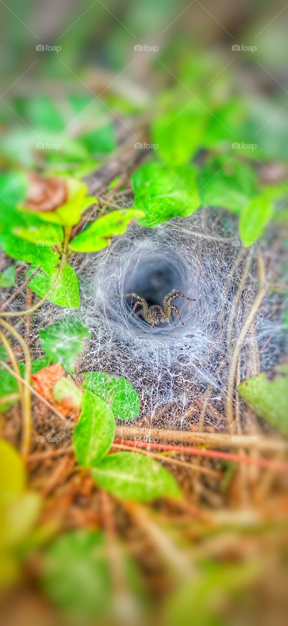 a little spider in a spider web