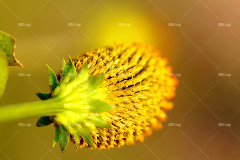 Blume Macro in Gelb