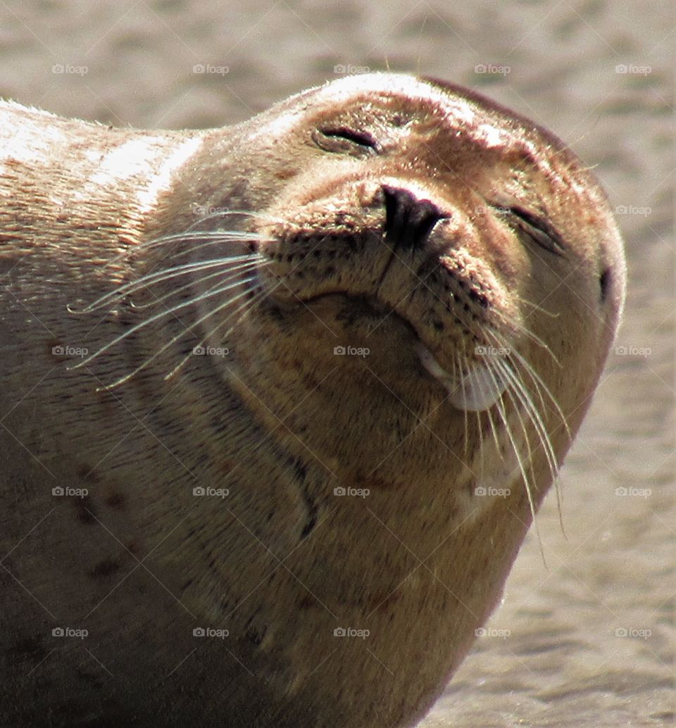 Seals in Berck France