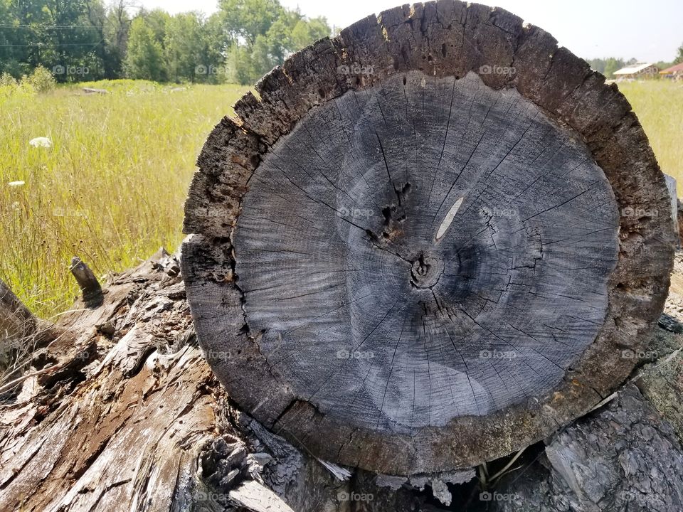 old log