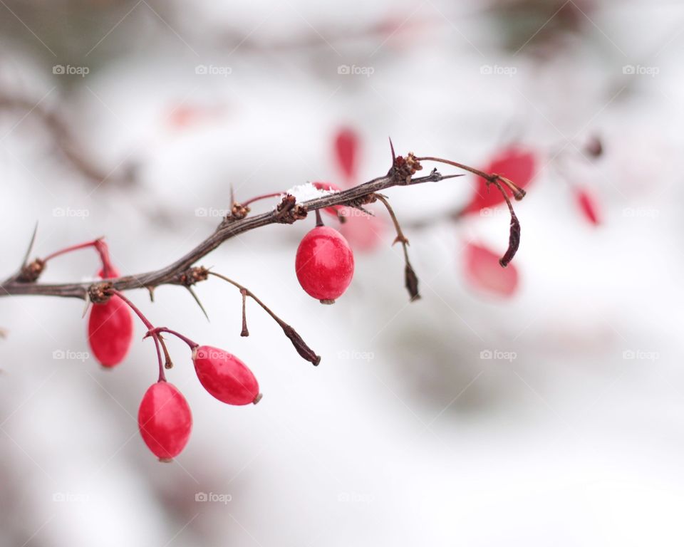 Berries 