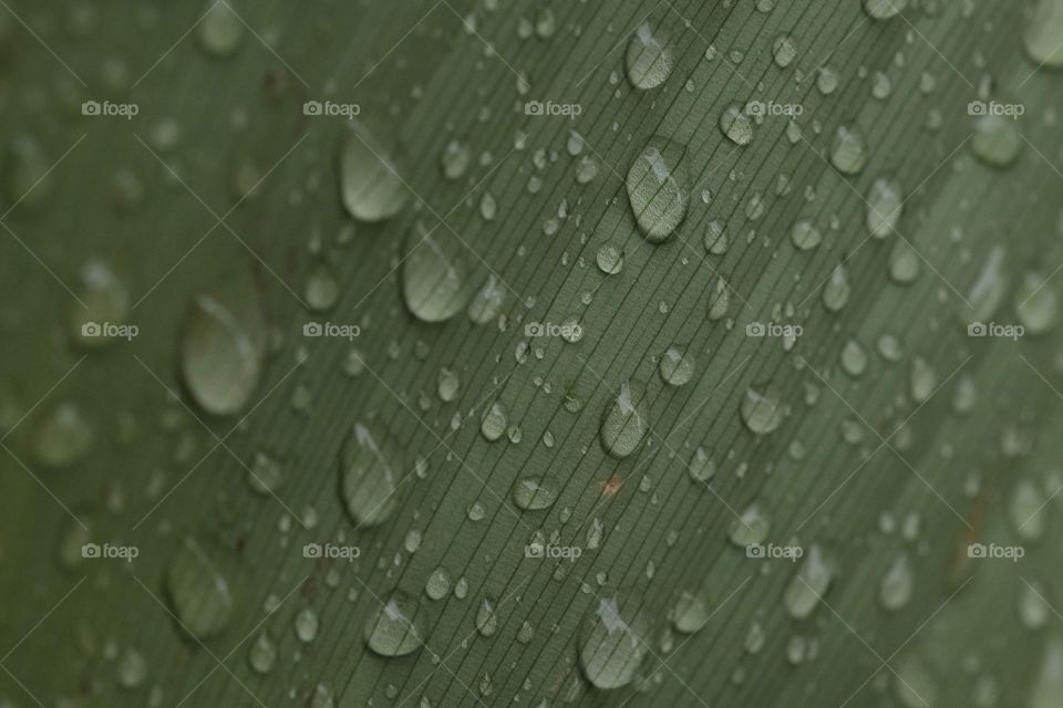 Rain drops on this leaf 🍃