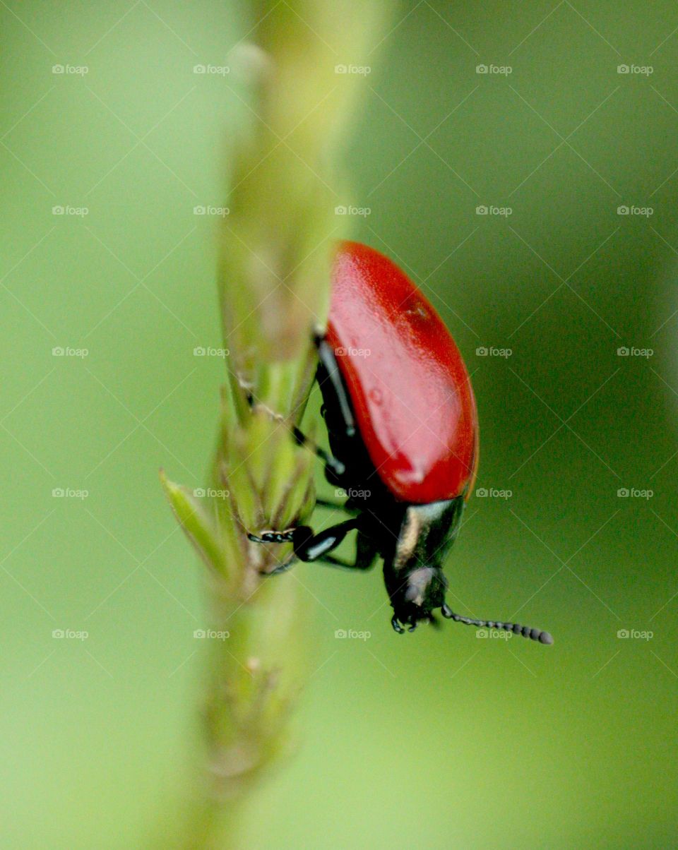 Ladybug, Beetle, No Person, Insect, Nature