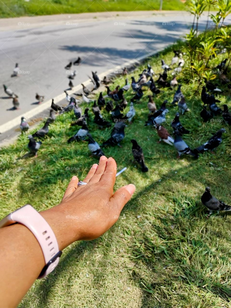 Curiosidade das aves. As aves são diferentes de todos os  outros animais porque elas têm penas, bico, duas asas e não têm dentes. A maioria das aves podem voar. Algumas podem nadar como o pinguim, e correr, como o avestruz.