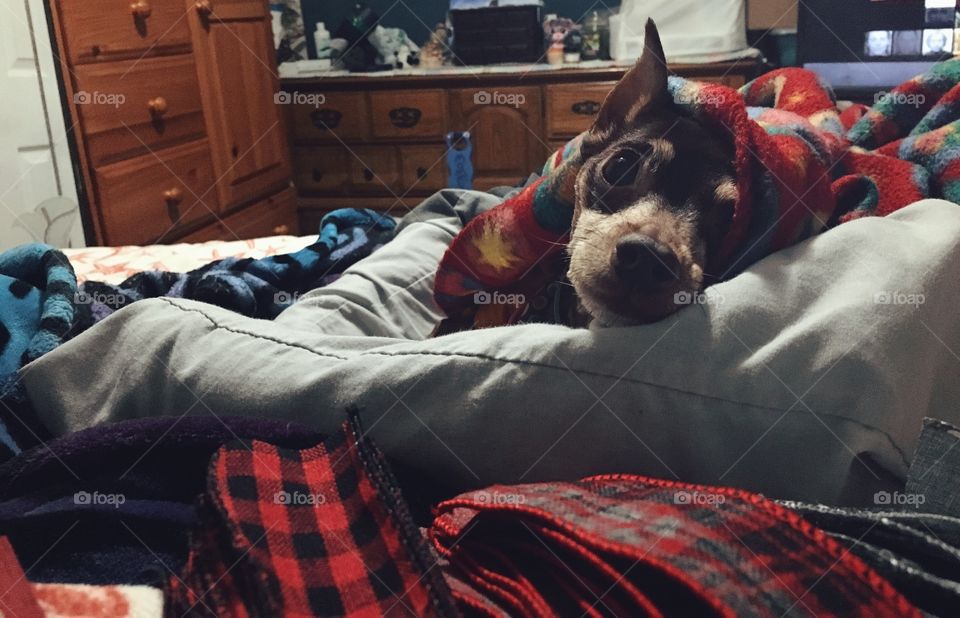 Pup in her bed covered up with her favorite blanket this chilly winter. 
