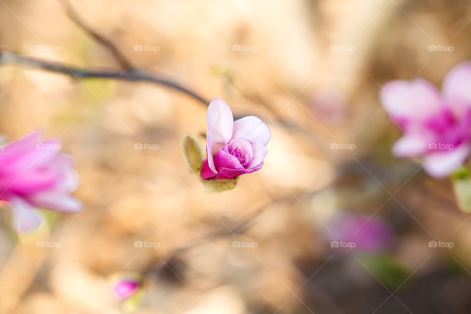 Purple flowers blooming at outdoors