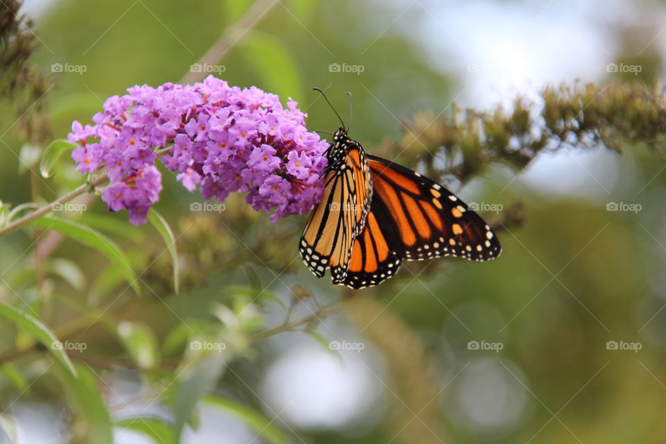 Monarch butterfly on purple flowers