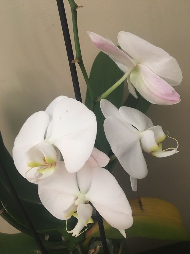 Orchid