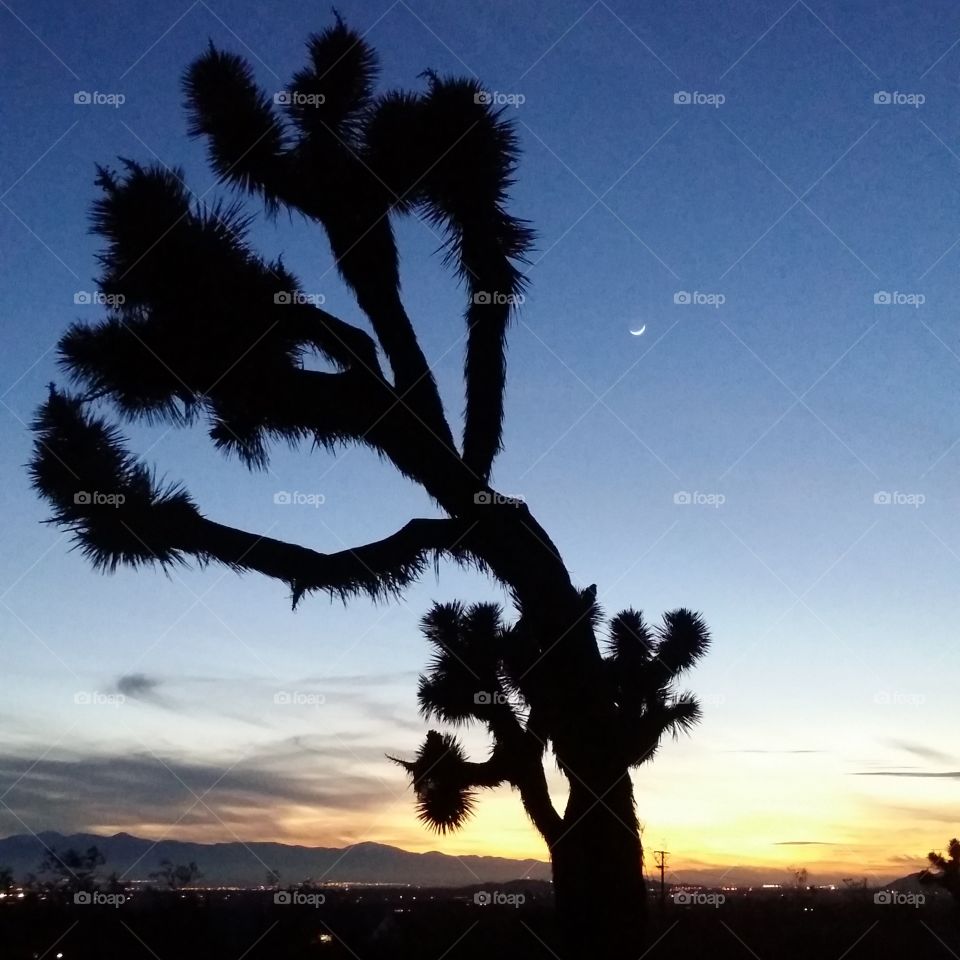 Mojave Desert evening