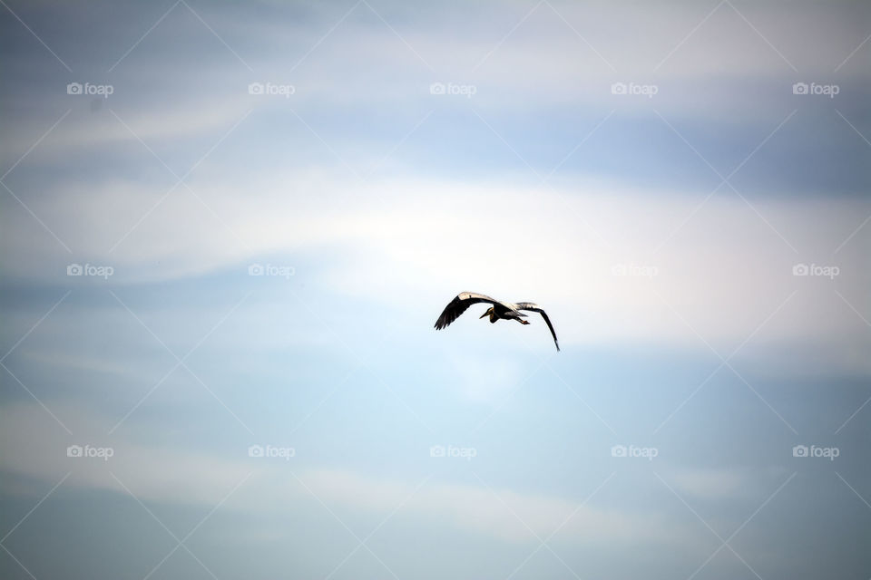blue heron . bkue heron flying high 