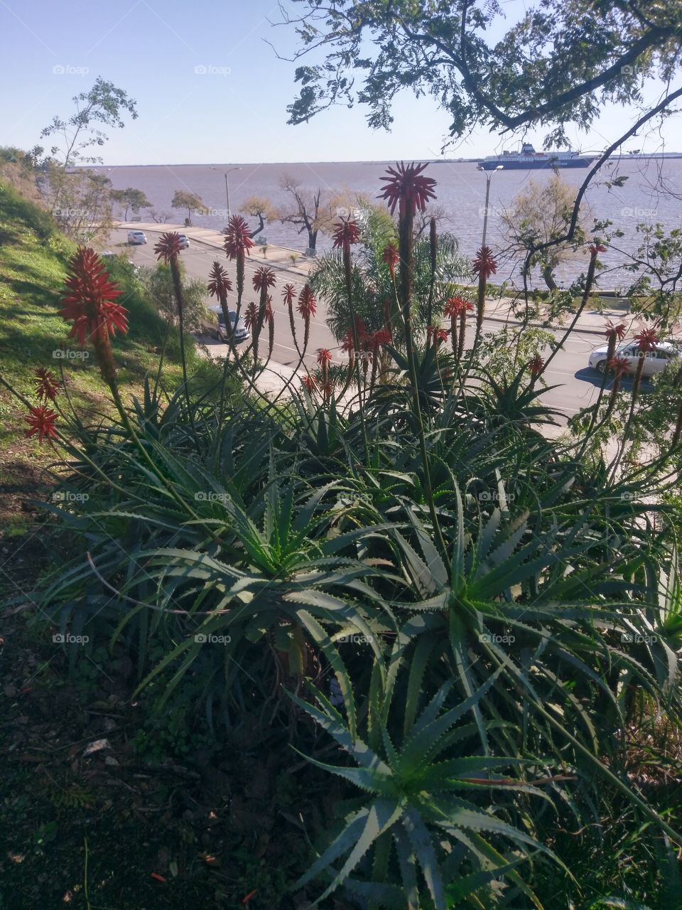 Flores a Orillas del Río Uruguay-Uruguay.