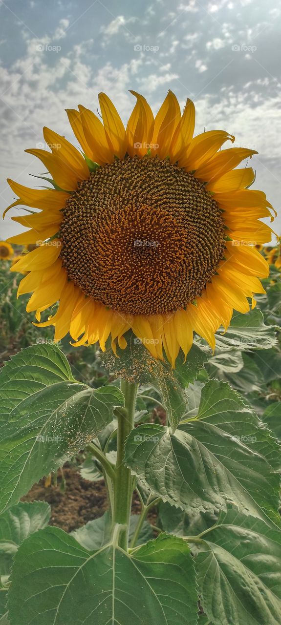 The Sunflower