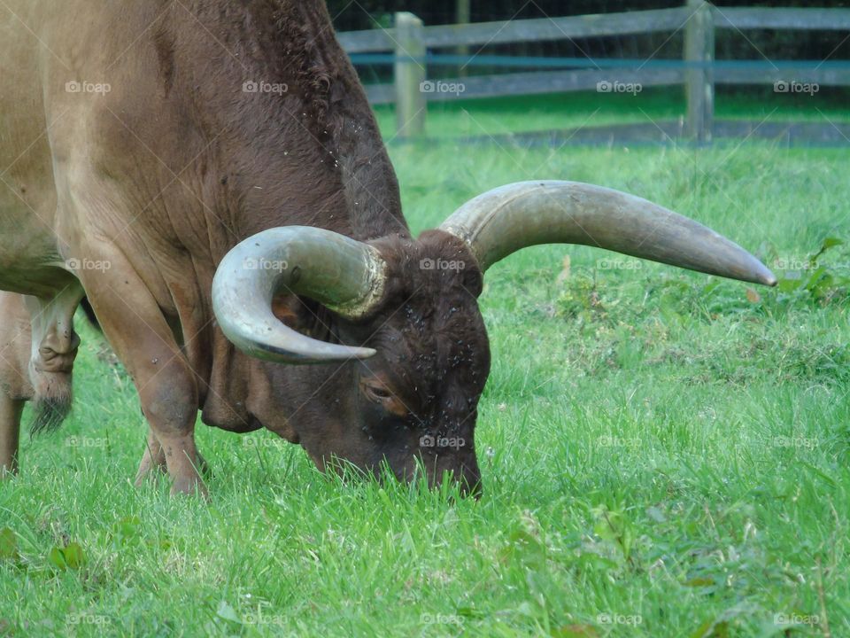 The Ankole-Watusi, big horns, strong and majestic