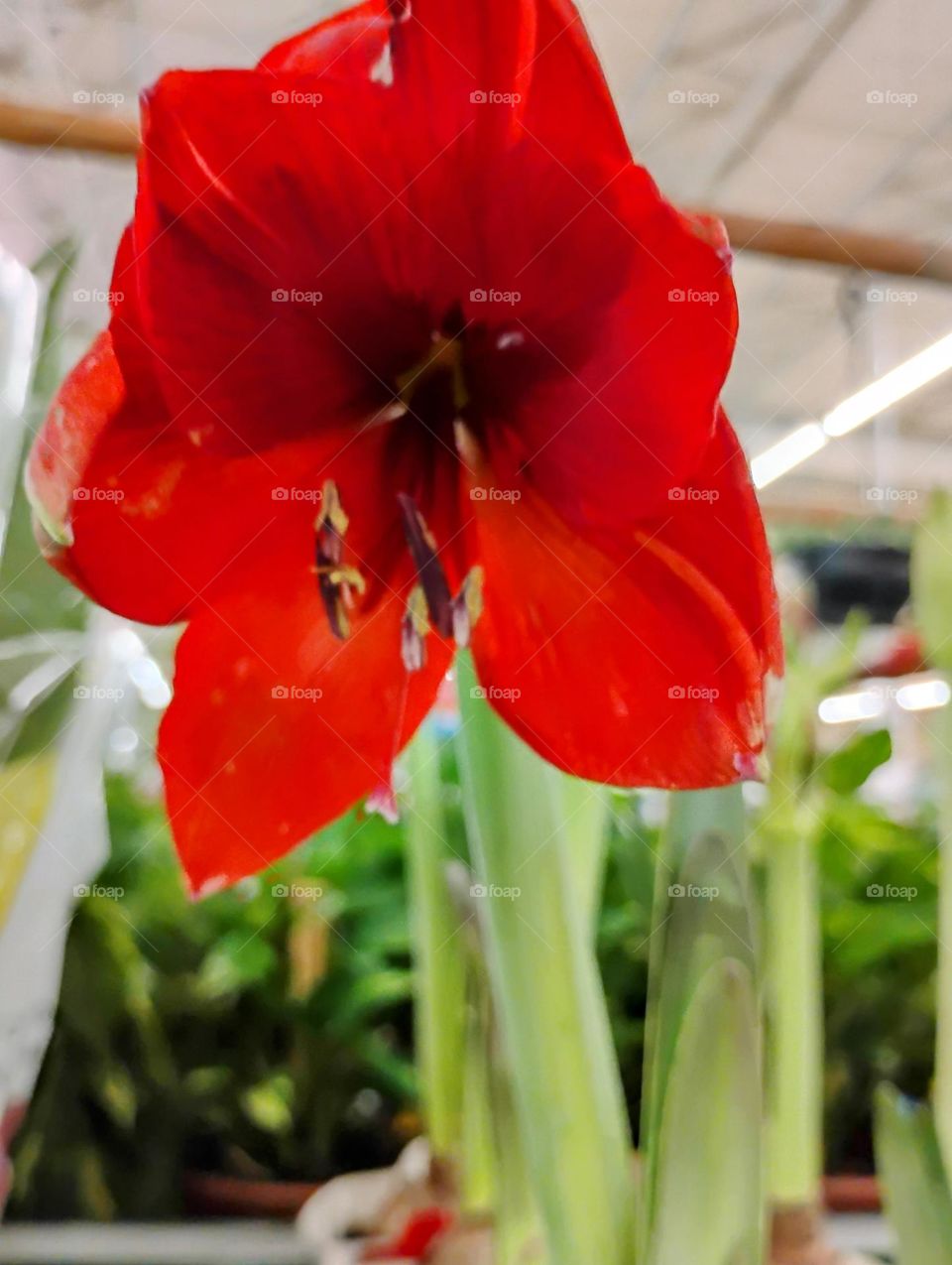 O Lírio Amarílis é muito apreciado como planta ornamental, graças às duas flores belas e exuberantes. O nome "Amarilis", que também é aplicado a outras flores do gênero Hippeastrum, deriva de uma palavra grega que significa "brilhar'