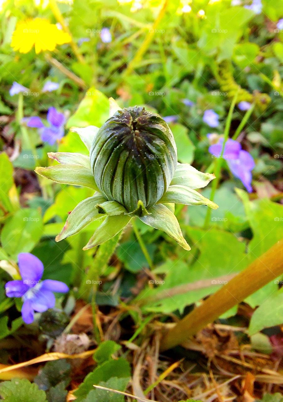 The promise of a flower