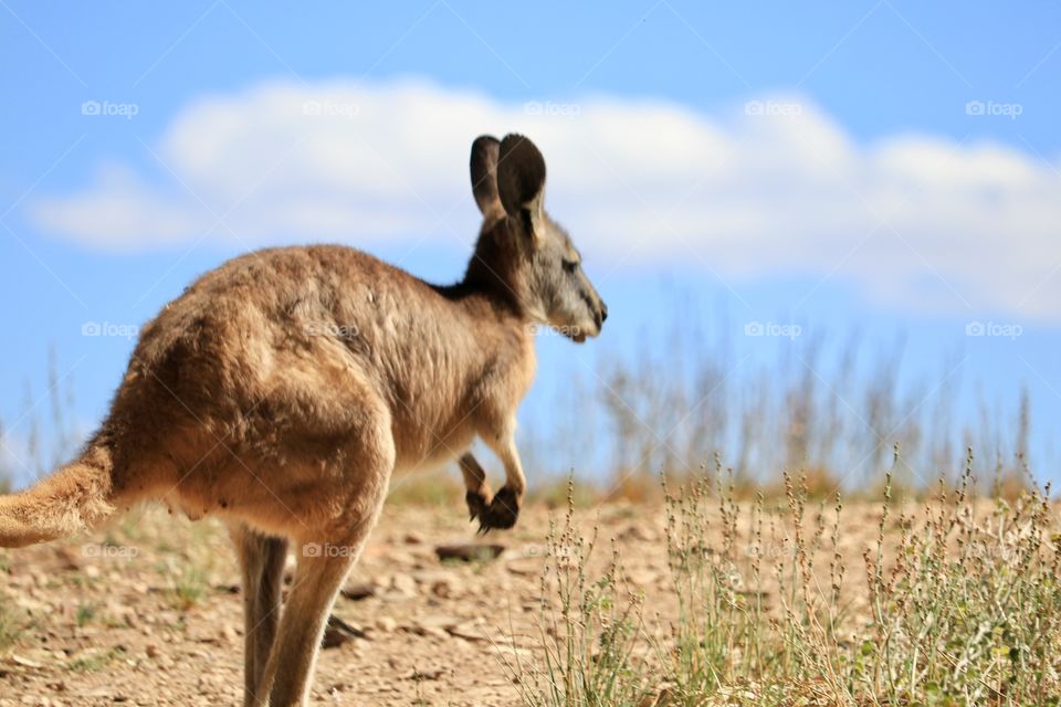 Solitary kangaroo in the outback of South Australia closeup with space for text or copy, suitable as background image, wallpaper, desktop,