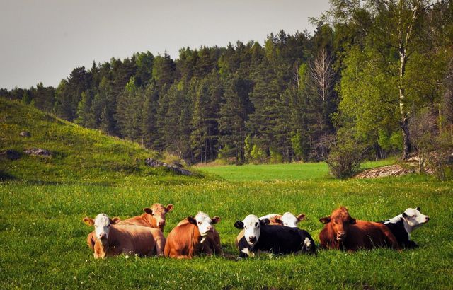 Cows