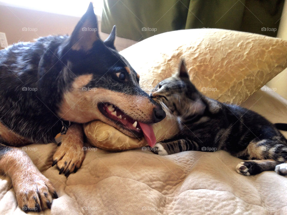 Dog and Kitten Best Friends at play