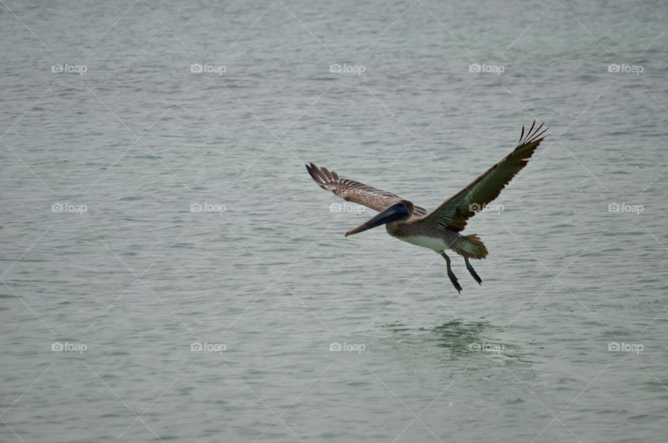 Caribbean brown pelican flapping its wings