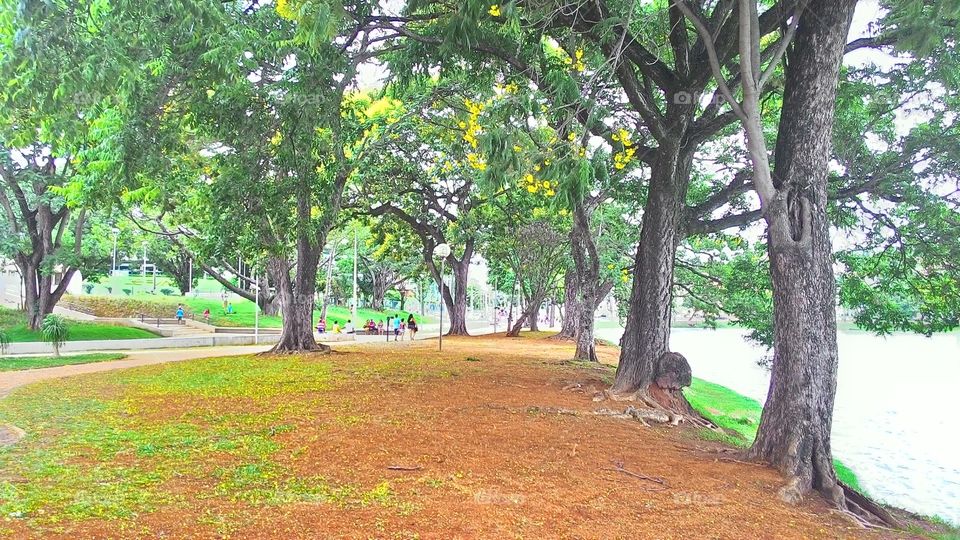 Square in Brazil in summer day