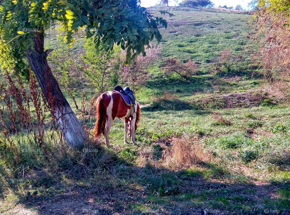 a horse grazing in a park not far from the sea
