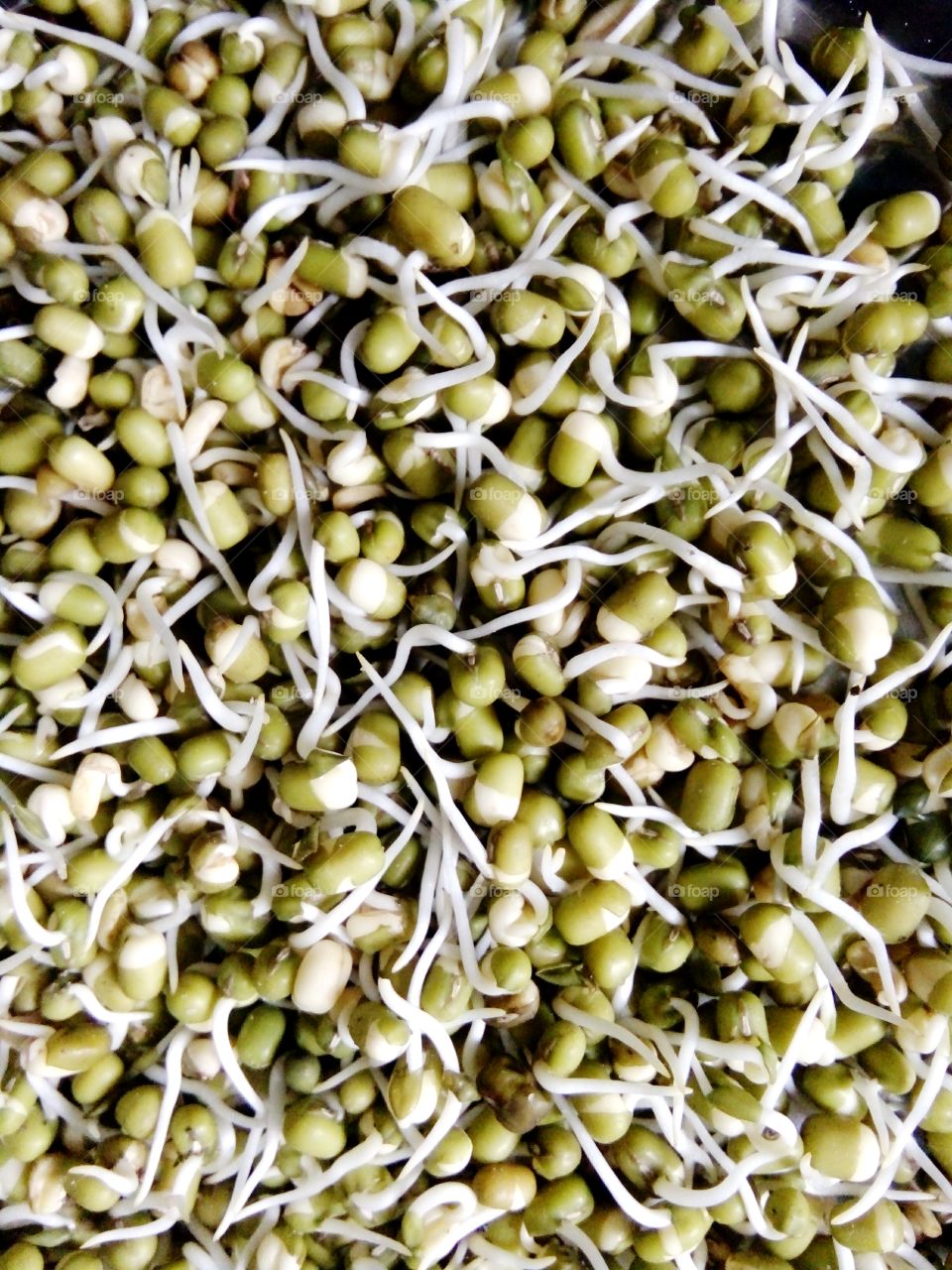 food,indian food,A great photo,a photo for everyone,a memorable photo,a no. photo,a photo to cherish,a beautiful photo,a great photo for the best people,an evergreen photo,a photo to remember for years,the best result of great photography