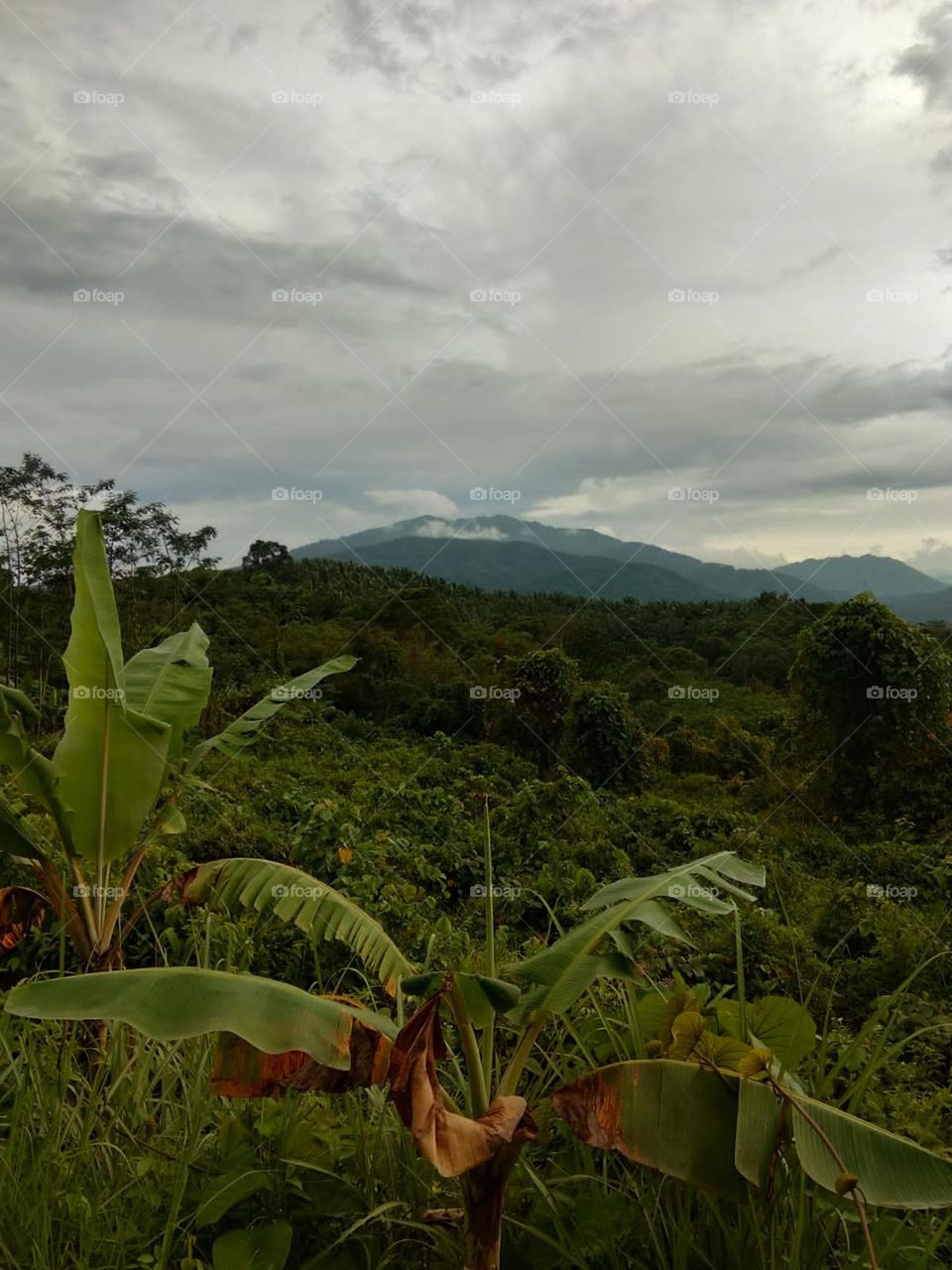 jasinga mountain west java