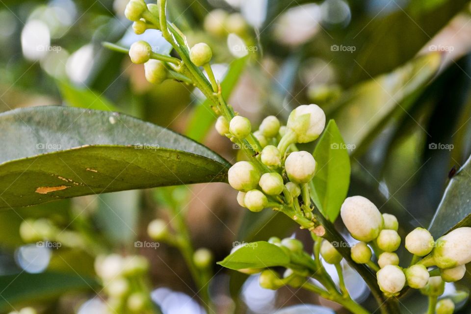 Orange blossom buds