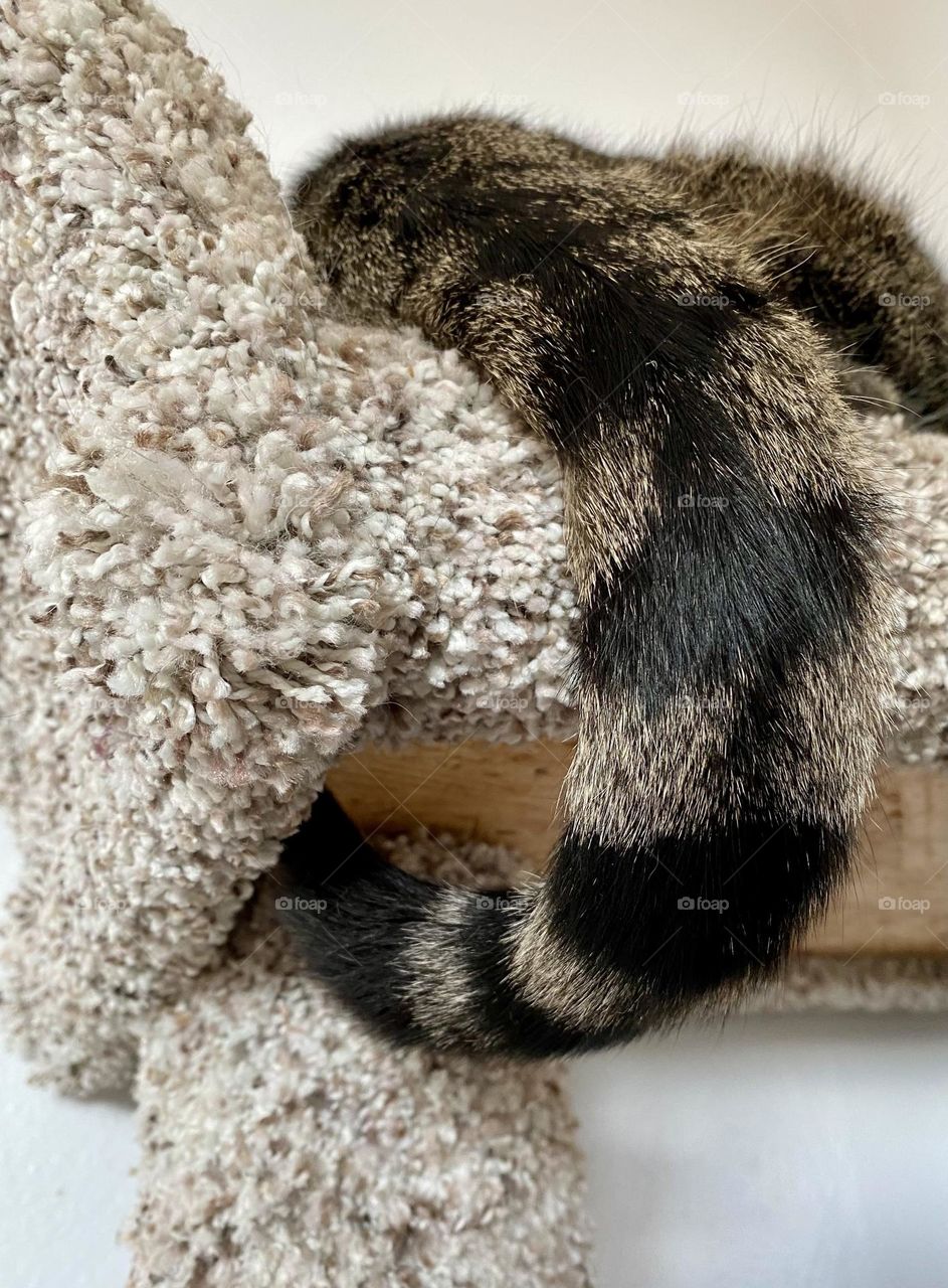 Cat tail, tabby cat with his tail hanging over the cat tree