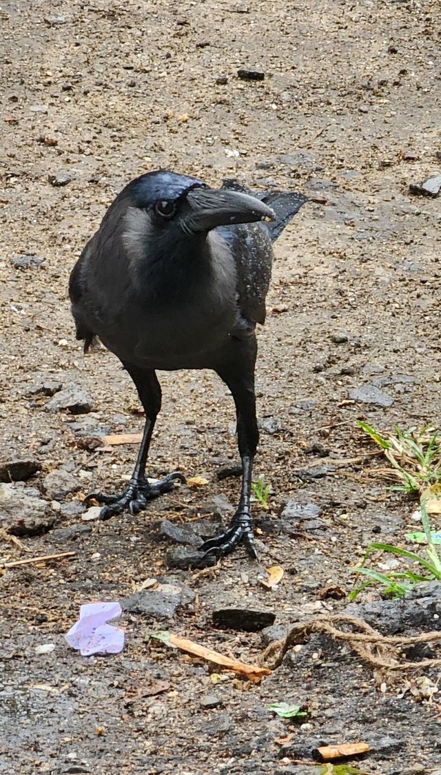 crow