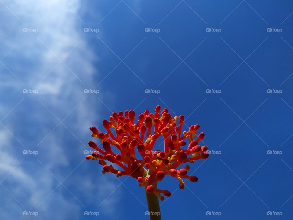 red flowers on a blue background of bright clouds