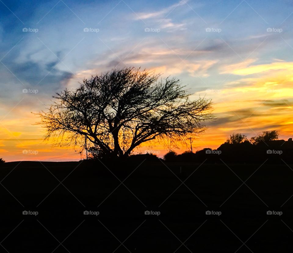 Tree at sunset