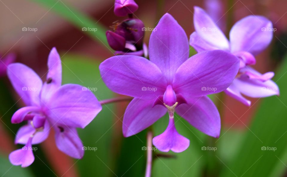 Beauty of Puple Orchids...