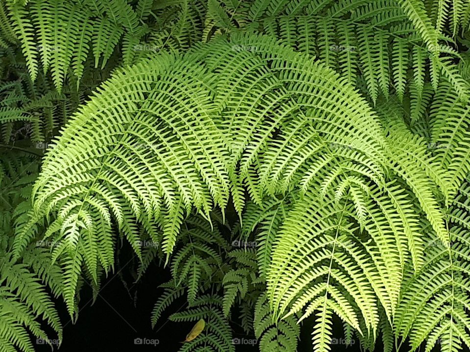 green leaves grow thickly in the garden