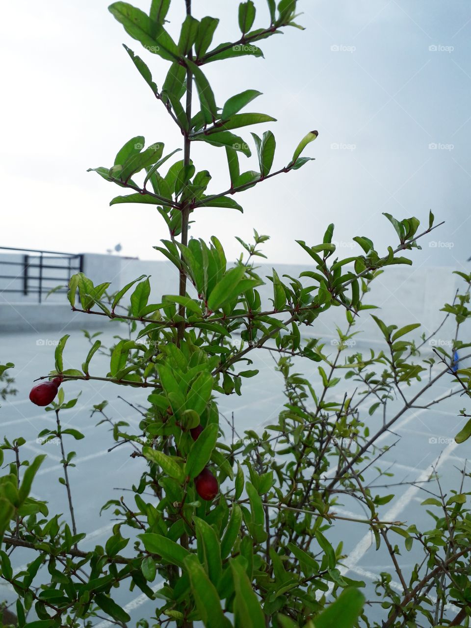 Beautiful flowers have come in the summer season on the pomegranate plant in the pot.