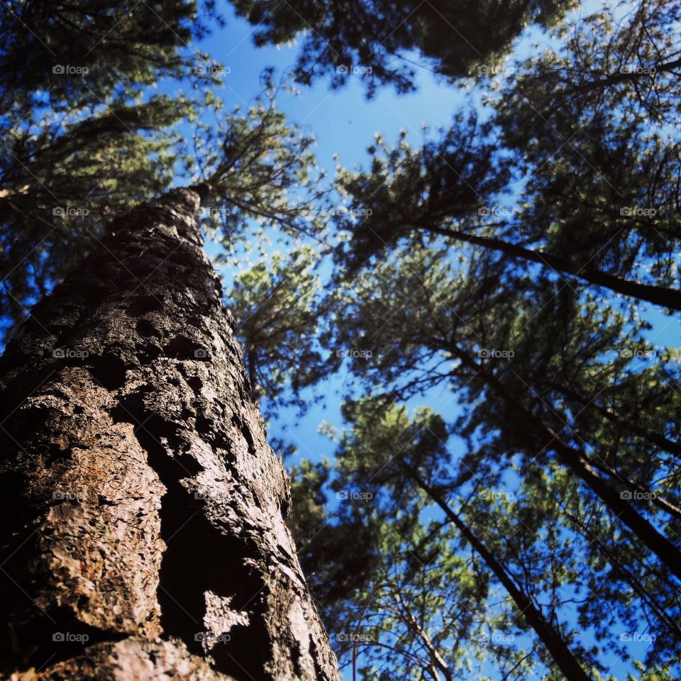 Trees in the jungle!