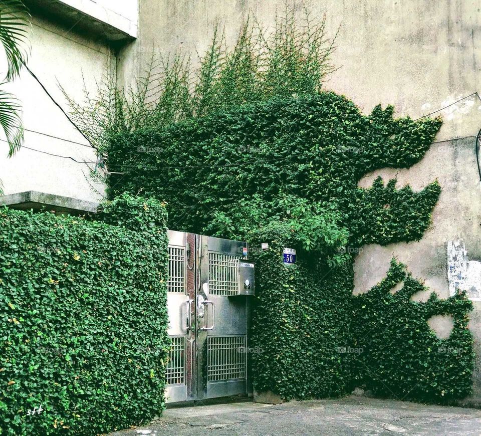 one wall of a green crocodile(creeping fig.)