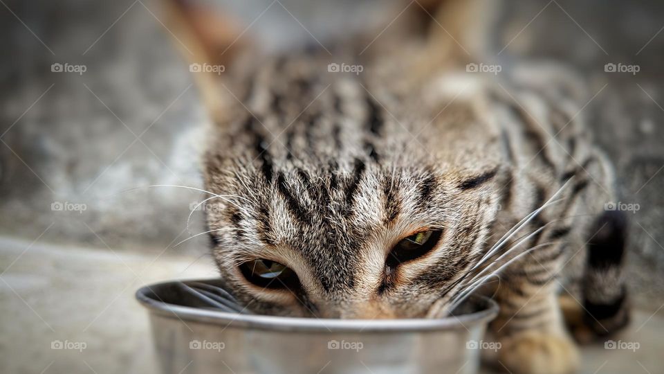 cat drinking milk from a bowl.