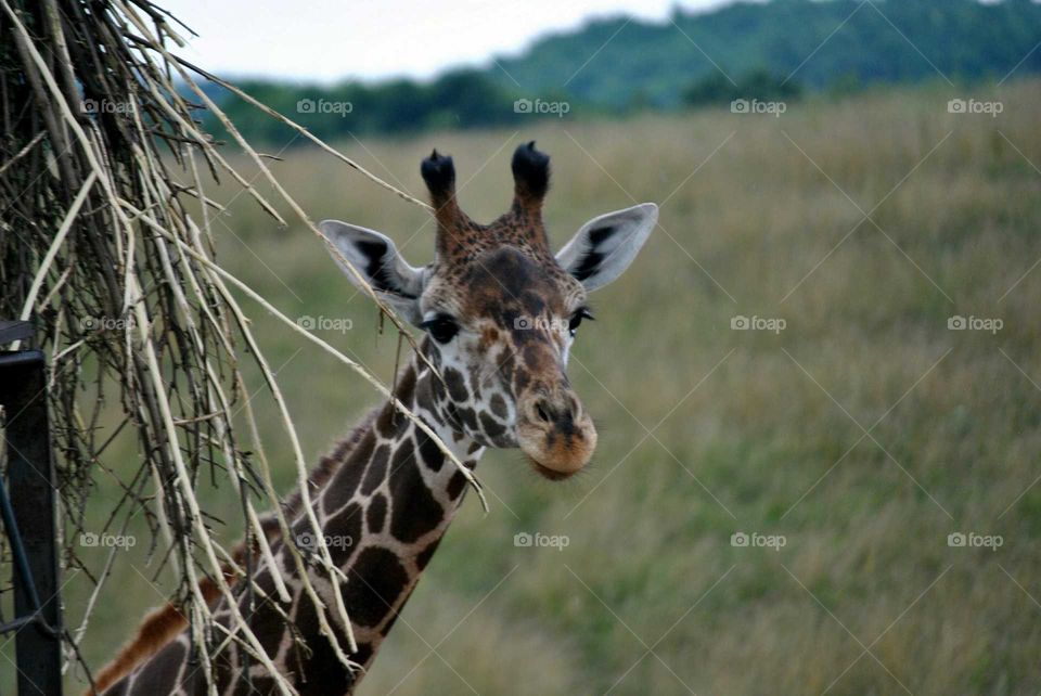 giraffe