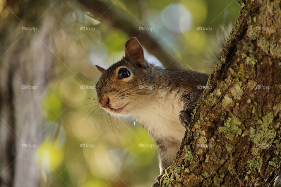 wild squirrel