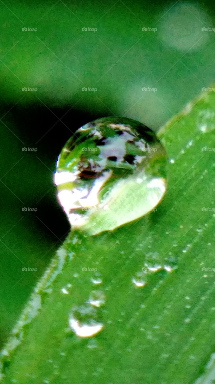 dew
