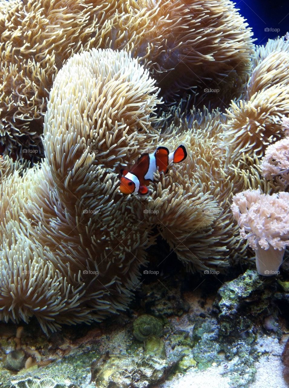 Nemo