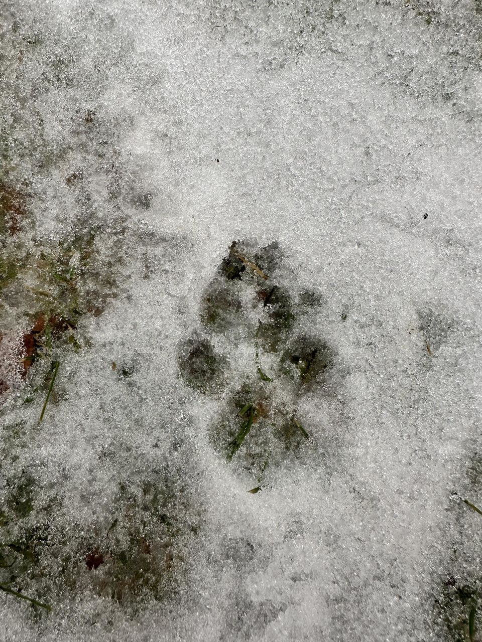 Paw print 