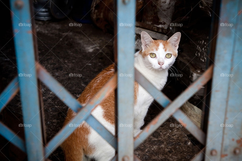 see cat. cat in the cage 