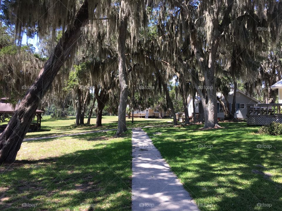 Mossy pathway through camp site.