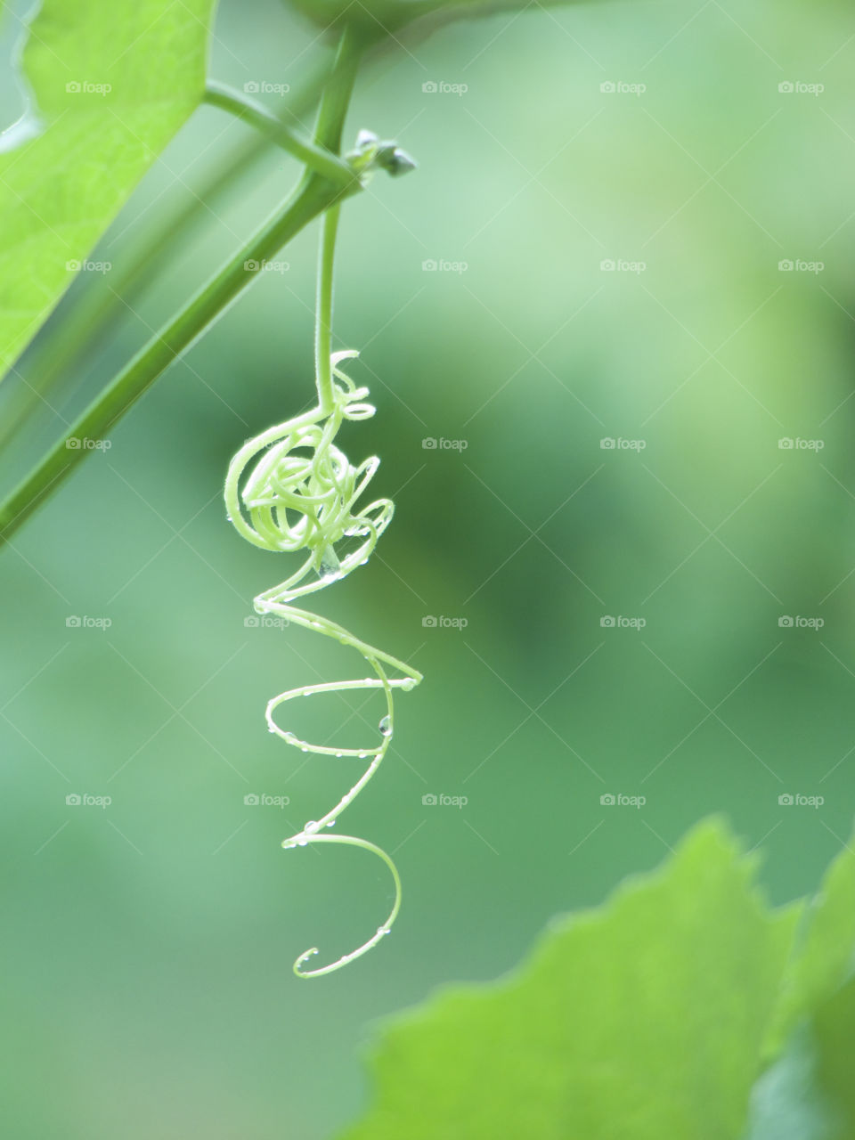 A tendril against a blurry green background 