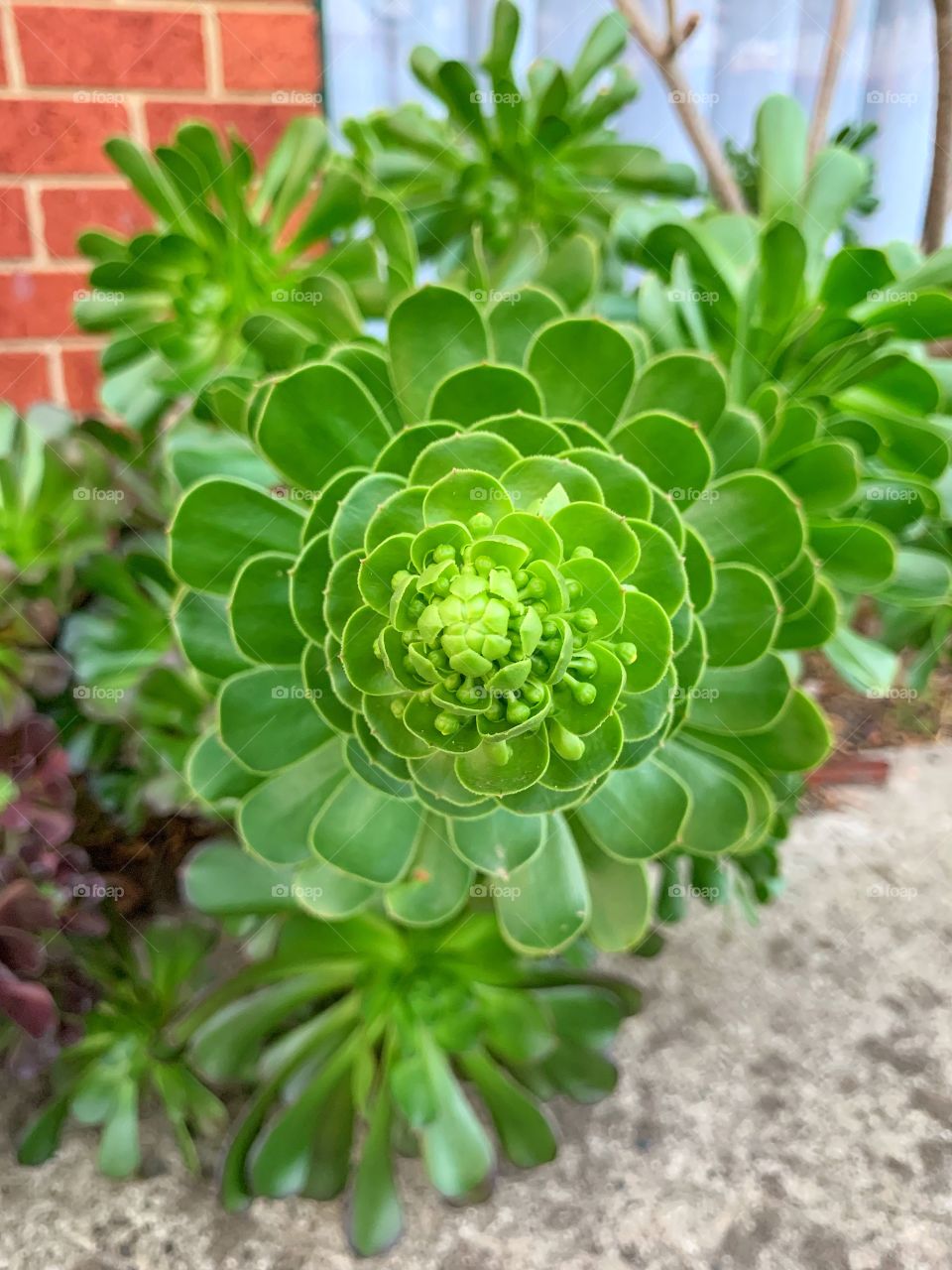 The rise of succulent 