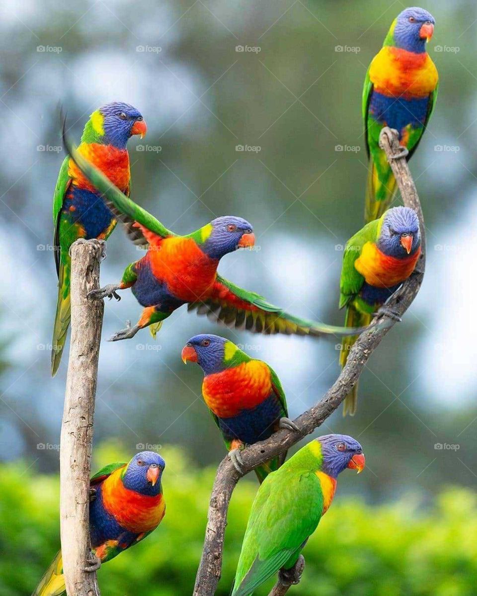 Parrots